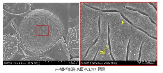 芽殖酵母细胞表面冷冻SEM 图像