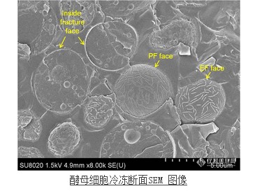 酵母细胞冷冻断面SEM 图像 酵母细胞冷冻断面SEM 图像