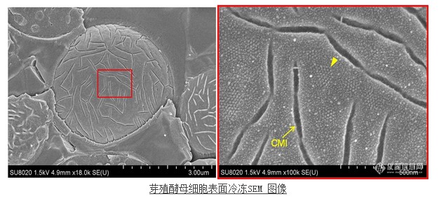 芽殖酵母细胞表面冷冻SEM 图像 芽殖酵母细胞表面冷冻SEM 图像